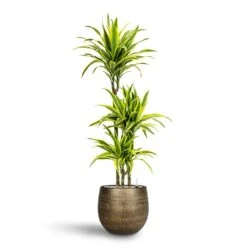 Ryan Plant Pot - Shiny Gold -Plant Supplies Sale Dracaena Lemon lime Multi Stem Hydroculture 21 20 x 125cm Ryan Plant Pot Shiny Gold 31 x 28 cm 88583960 45b7 4431 8b35 91dbac6f509c