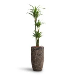 Luxe Lite Layer Partner Planter - Bronze -Plant Supplies Sale Dracaena Warneckii Multi Stem HydroCare Luxe Lite Layer Partner Planter Bronze c939cab1 c447 465e aa52 94f865d44c2d