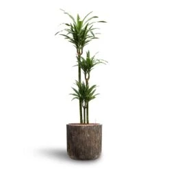 Dracaena Warneckii - Multi Stem - HydroCare -Plant Supplies Sale Dracaena Warneckii Multi Stem Hydroculture Luxe Lite Waterfall Cylinder Planter Bronze