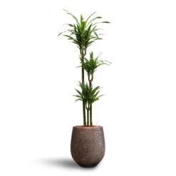 Dracaena Warneckii - Multi Stem - HydroCare -Plant Supplies Sale Dracaena Warneckii Multi Stem Hydroculture Opus Hit Darcy Planter Gold