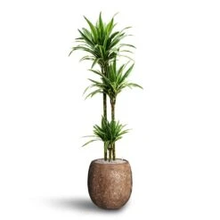 Dracaena Warneckii - Multi Stem - HydroCare -Plant Supplies Sale Dracaena Warneckii Multi Stem Hydroculture Polystone Coated Plain Balloon Planter Rock