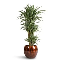 Kae Plant Pot - Cayenne -Plant Supplies Sale Dracaena deremensis Warneckii Branched 27x120cm Kae Plant Pot Cayenne 37x32cm f203c729 6f80 4414 8ae2 72ab3e2e1a47