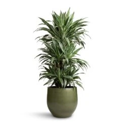 Zembla Plant Pot - Green -Plant Supplies Sale Dracaena deremensis Warneckii Branched 27x120cm Zembla Plant Pot Green 35x32cm 28944e9c 6e1a 4b0c 9b54 5f54dc2c88df
