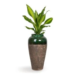 Lindy Bottle Plant Vase - Black Green -Plant Supplies Sale Dracaena fragrans Burley 14x40cm Lindy Bottle Plant Vase Black Green 28x50cm b5d9cc82 e6aa 4ca1 9f4f 7f16ea3a459b