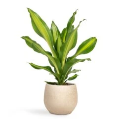 Ryan Plant Pot - Sand Gold -Plant Supplies Sale Dracaena fragrans Burley 14x40cm Ryan Plant Pot Sand Gold 18x16cm bc91e5f0 e777 49a7 bd8d fedd7ffd2765