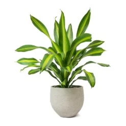Mini Orb Kevan Plant Pot - Grey Washed -Plant Supplies Sale Dracaena fragrans Burley Mini Orb Kevan Plant Pot Grey Washed 6a4aa268 ee60 4c06 a4b3 a8f32e7e336e