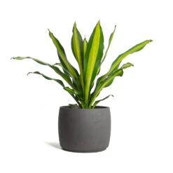 Mini Valerie Plant Pot - Black Washed -Plant Supplies Sale Dracaena fragrans Burley Mini Valerie Plant Pot Black Washed
