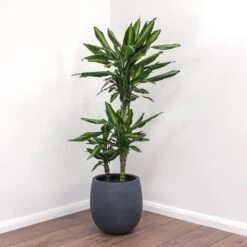 Dracaena Fragrans Cintho - Multi Stem 17 Dracaena Fragrans Cintho - Multi Stem -Plant Supplies Sale Dracaena fragrans Cintho Balloon Plant Pot Natural Concrete