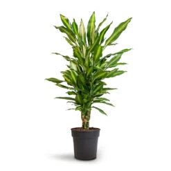 Dracaena Fragrans Cintho - Branched -Plant Supplies Sale Dracaena fragrans Cintho Branched 21x70cm