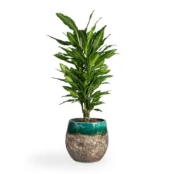 Lindy Plant Pot - Black Green -Plant Supplies Sale Dracaena fragrans Cintho Branched 21x70cm Lindy Plant Pot Black Green 30x25cm 1fa2851a 1401 4dfb a9b1 7be94f5a5e0a