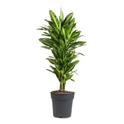 Dracaena Fragrans Cintho - Branched -Plant Supplies Sale Dracaena fragrans Cintho Branched 24x80cm
