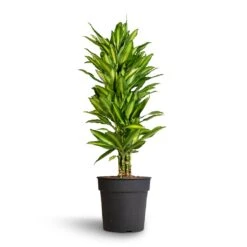 Dracaena Fragrans Cintho - Branched -Plant Supplies Sale Dracaena fragrans Cintho Branched 27x120cm