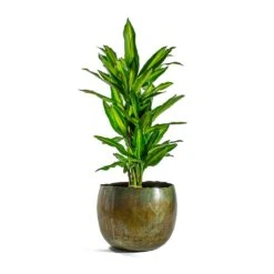 Dracaena Fragrans Cintho - Branched -Plant Supplies Sale Dracaena fragrans Cintho Branched Ellen Metal Plant Pots Set of 3 Vintage Green