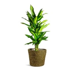 Dracaena Fragrans Cintho - Branched -Plant Supplies Sale Dracaena fragrans Cintho Branched selin Plant Basket Camel plant pot