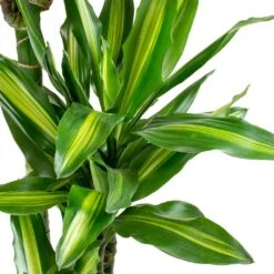 Dracaena Cintho - Branched - HydroCare 17 Dracaena Cintho - Branched - HydroCare -Plant Supplies Sale Dracaena fragrans Cintho Leaves ab958d53 bedb 408c 85ce 6af32735502a