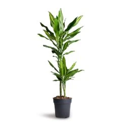 Dracaena Fragrans Cintho - Multi Stem 13 Dracaena Fragrans Cintho - Multi Stem -Plant Supplies Sale Dracaena fragrans Cintho Multi Stem 19x100cm 2stems 1