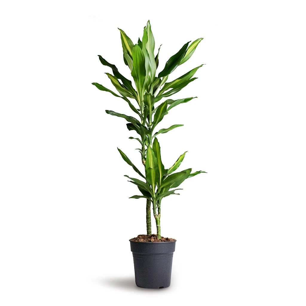 Dracaena Fragrans Cintho - Multi Stem 4 Dracaena Fragrans Cintho - Multi Stem - Image 4