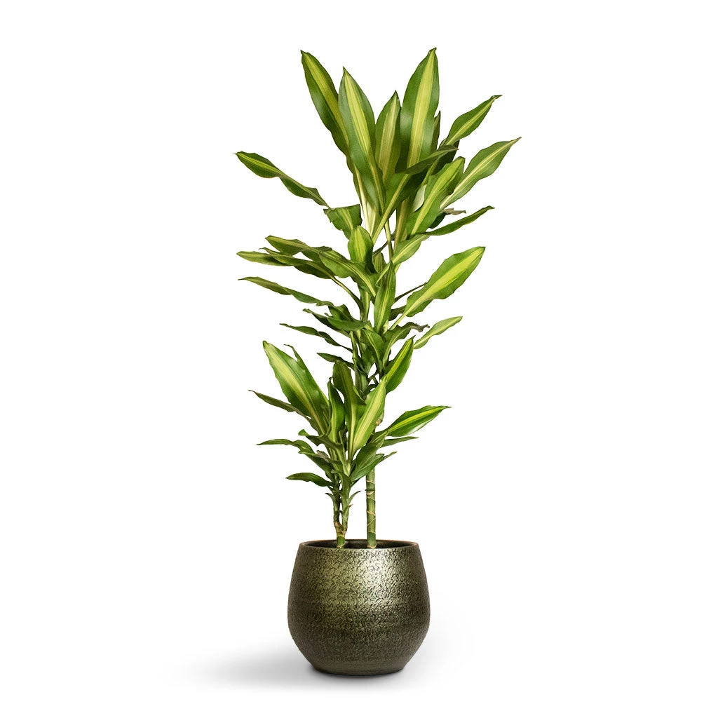 Dracaena Fragrans Cintho - Multi Stem 1 Dracaena Fragrans Cintho - Multi Stem