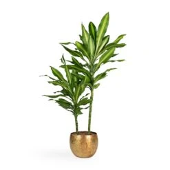 Dracaena Fragrans Cintho - Multi Stem 12 Dracaena Fragrans Cintho - Multi Stem -Plant Supplies Sale Dracaena fragrans Cintho Multi Stem 19x80cm 2stems Ellen Metal Plant Pots Set3 Brass