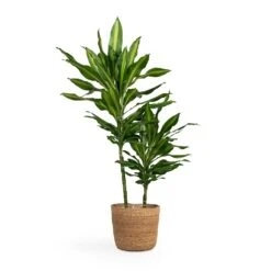 Dracaena Fragrans Cintho - Multi Stem 15 Dracaena Fragrans Cintho - Multi Stem -Plant Supplies Sale Dracaena fragrans Cintho Multi Stem 19x80cm 2stems Igmar Plant Basket Natural 26x23cm