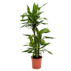 Dracaena Fragrans Cintho - Multi Stem 18 Dracaena Fragrans Cintho - Multi Stem -Plant Supplies Sale Dracaena fragrans Cintho Multi Stem