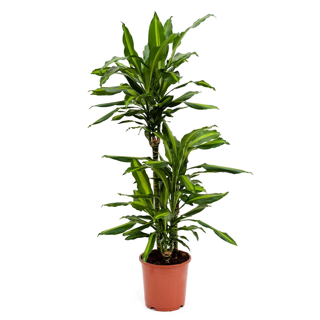 Dracaena Fragrans Cintho - Multi Stem 9 Dracaena Fragrans Cintho - Multi Stem - Image 9