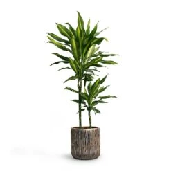Luxe Lite Waterfall Cylinder Planter - Bronze 22 Luxe Lite Waterfall Cylinder Planter - Bronze -Plant Supplies Sale Dracaena fragrans Cintho MultiStem 19x80cm Plant Pot Luxe Lite Waterfall Cylinder Planter Bronze 23x22 7fad771a df03 446c beec dd3b5e3fb87d