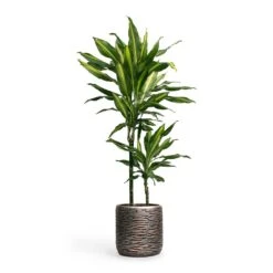 Luxe Lite Wrinkle Cylinder Planter - Bronze 22 Luxe Lite Wrinkle Cylinder Planter - Bronze -Plant Supplies Sale Dracaena fragrans Cintho MultiStem 19x80cm Plant Pot Luxe Lite Wrinkle Cylinder Planter Bronze 23x22cm 5accb601 5c04 4b6d ad5e 18e97cf69776