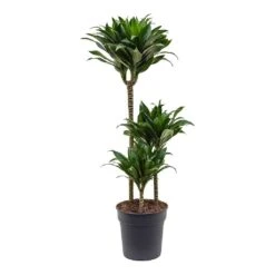 Dracaena Fragrans Compacta - Multi Stem -Plant Supplies Sale Dracaena fragrans Compacta 3 Stem