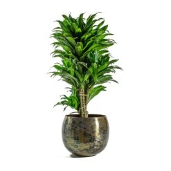 Kian Metal Plant Pots - Set Of 3 - Large - Sky Burn -Plant Supplies Sale Dracaena fragrans Compacta Branched Kian Metal Plant Pots Set of 3 Large Sky Burn d40ff8c0 2d2a 40dc bd1b b2a0f43636de