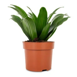 Dracaena Fragrans Compacta - Head -Plant Supplies Sale Dracaena fragrans Compacta Head 12x25cm