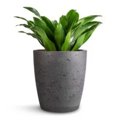 Dracaena Fragrans Compacta - Head -Plant Supplies Sale Dracaena fragrans Compacta Head 12x25cm Gerben Plant Pot Black Washed 15x16cm