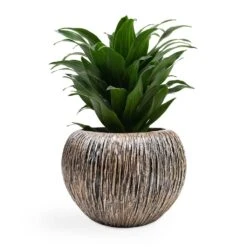 Dracaena Fragrans Compacta - Head -Plant Supplies Sale Dracaena fragrans Compacta Head 12x25cm Luxe Lite Waterfall Globe Planter Bronze 28x20cm