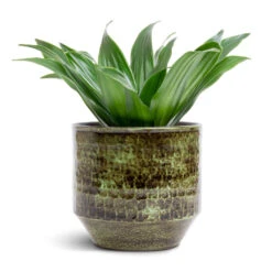 Sanna Plant Pot - Moss Green -Plant Supplies Sale Dracaena fragrans Compacta Head 12x25cm Sanna Plant Pot Moss Green 15x13cm c86a134c 63e0 4575 9be0 83293b98281f