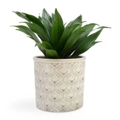 Dracaena Fragrans Compacta - Head -Plant Supplies Sale Dracaena fragrans Compacta Head 12x25cm Venetian Plant Pot Grey 16x14cm