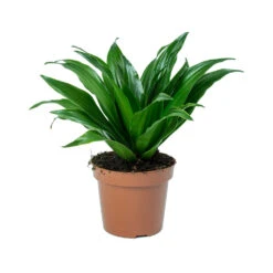 Dracaena Fragrans Compacta - Head -Plant Supplies Sale Dracaena fragrans Compacta Head