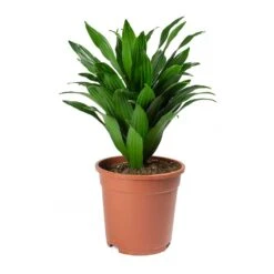Dracaena Fragrans Compacta - Head -Plant Supplies Sale Dracaena fragrans Compacta Head Large
