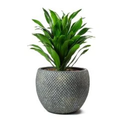 Dracaena Fragrans Compacta - Head -Plant Supplies Sale Dracaena fragrans Compacta Head Large Fay Plant Pot Blue Gold