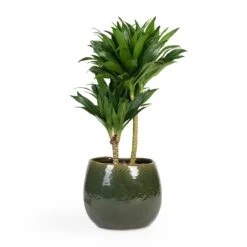 Dracaena Fragrans Compacta - Multi Stem -Plant Supplies Sale Dracaena fragrans Compacta Multi Stem 17x55cm 2 stems Mischa Plant Pot Forest Green 24x22cm