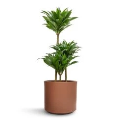 Dracaena Fragrans Compacta - Multi Stem -Plant Supplies Sale Dracaena fragrans Compacta Multi Stem 21x100cm 3 stems Prague Plant Pot Mocha 28x24cm e0b3705a 187e 479d b39c 1f9a060a4b78