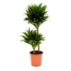 Dracaena Fragrans Compacta - Multi Stem -Plant Supplies Sale Dracaena fragrans Compacta Multi Stem