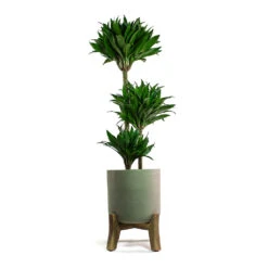 Charlie Plant Pot - Low Stand - Grey Washed 10 Charlie Plant Pot - Low Stand - Grey Washed -Plant Supplies Sale Dracaena fragrans Compacta Multi Stem Charlie Plant Pot Low Stand Grey Washed