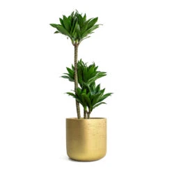 Dracaena Fragrans Compacta - Multi Stem -Plant Supplies Sale Dracaena fragrans Compacta Multi Stem Charlie Plant Pot Metallic Gold 5a1761f3 7ae0 430f 8884 90608fcf4ff3