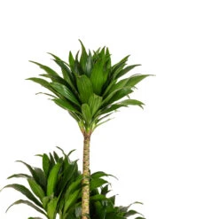 Dracaena Fragrans Compacta - Multi Stem -Plant Supplies Sale Dracaena fragrans Compacta Multi Stem DETAIL