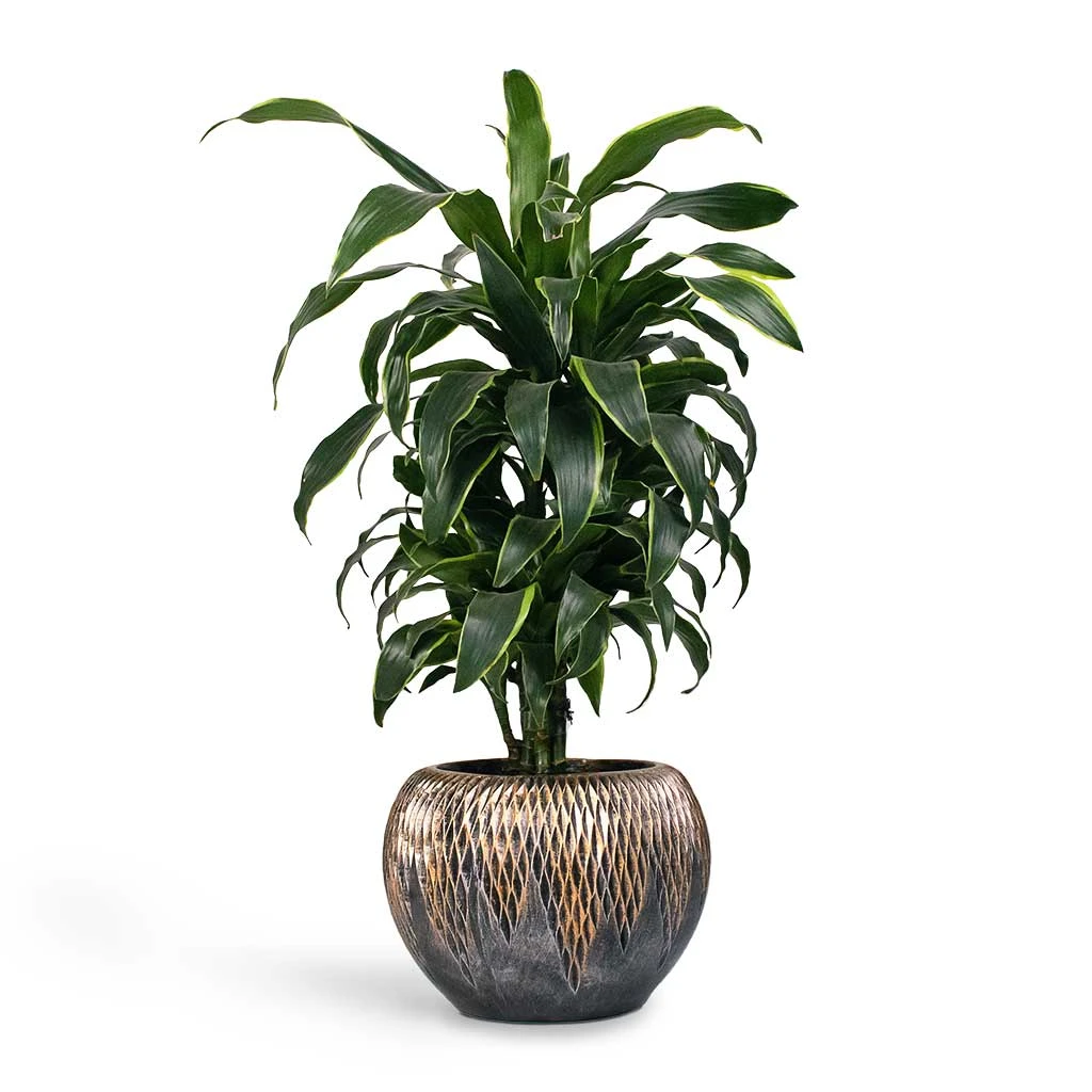 Luxe Lite Comet Globe Planter - Bronze 2 Luxe Lite Comet Globe Planter - Bronze - Image 2