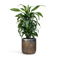 Luxe Lite Layer Cylinder Planter - Bronze -Plant Supplies Sale Dracaena fragrans Dorado Branched 21x70cm Plant Pot Luxe Lite Layer Cylinder Planter Bronze 28x27cm c10bfa08 676c 4c1e 84a9 2ae97ee76ed3
