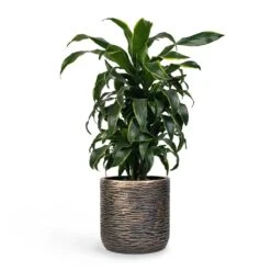 Luxe Lite Wrinkle Cylinder Planter - Bronze 21 Luxe Lite Wrinkle Cylinder Planter - Bronze -Plant Supplies Sale Dracaena fragrans Dorado Branched 21x70cm Plant Pot Luxe Lite Wrinkle Cylinder Planter Bronze 28x27cm 5ba1482f 8042 4cfd a7d0 974123cf5037