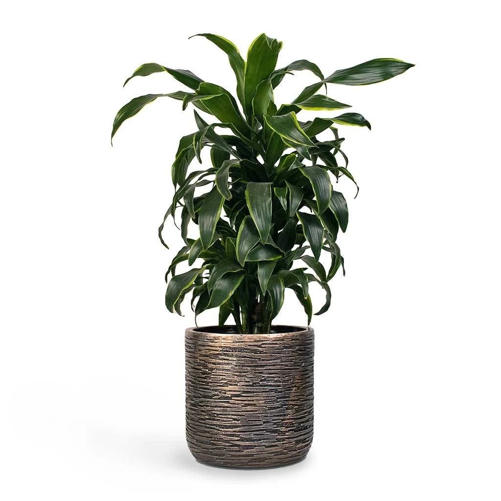 Luxe Lite Wrinkle Cylinder Planter - Bronze 8 Luxe Lite Wrinkle Cylinder Planter - Bronze - Image 8