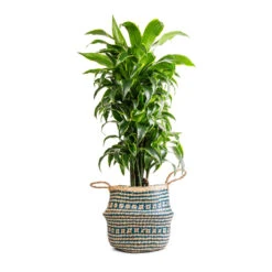 Seagrass Tribal Basket - Teal Lined -Plant Supplies Sale Dracaena fragrans Dorado Branched 27x95cm Seagrass Tribal Basket Teal Lined 30x25cm
