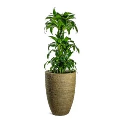 Ben Plant Pot - Straw Grass -Plant Supplies Sale Dracaena fragrans Dorado Branched Ben Plant Pot Straw Grass 41fd72bd fecb 4792 984f 971c4e8cc9c3